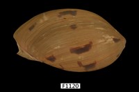 藏品(椰子渦螺)的圖片